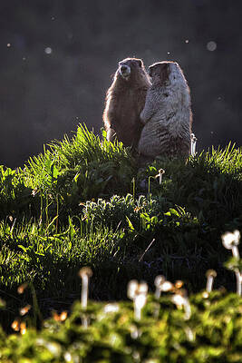 Marmot Pair Watching the Day End by Belinda Greb Marmot Pair Watching the Day End by Belinda Greb