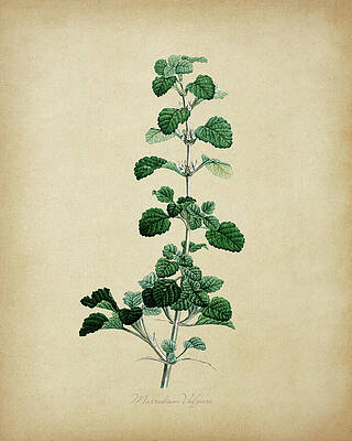 Wall Art - Painting - Marrubium Vulgare by Dale Kincaid