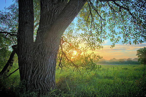 Marsh Cottonwood by Bonfire Photography Marsh Cottonwood by Bonfire Photography