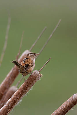 Marsh Wren Looks over Wetland from Cattail Perch #2 by Nancy Gleason Marsh Wren Looks over Wetland from Cattail Perch #2 by Nancy Gleason