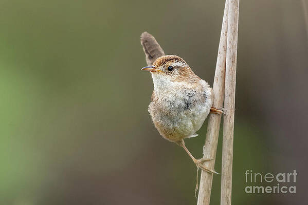 Marsh Wren Perches on Reeds #1 by Nancy Gleason Marsh Wren Perches on Reeds #1 by Nancy Gleason
