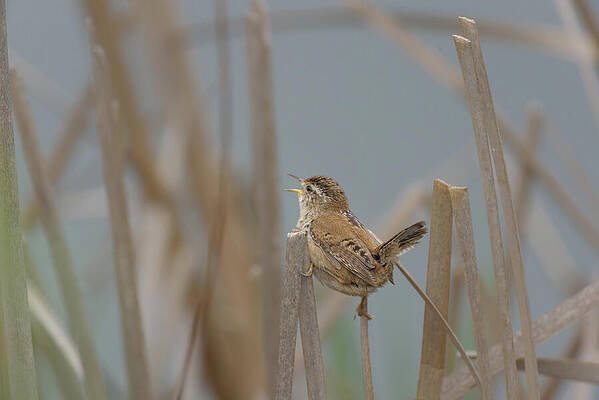 Marsh Wren Singing in the Reeds by Nancy Gleason Marsh Wren Singing in the Reeds by Nancy Gleason
