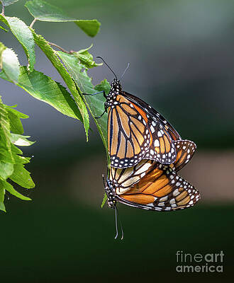 Mating Monarchs by Sandra Rust Mating Monarchs by Sandra Rust