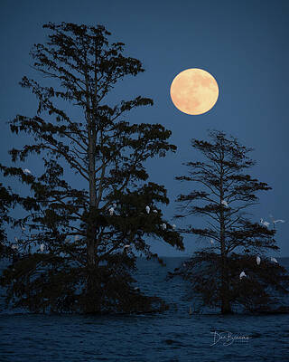 Mattamuskeet Moonrise 0792 by Dan Beauvais Mattamuskeet Moonrise 0792 by Dan Beauvais