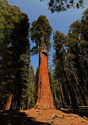 Wall Art - Photograph - McKinley Tree by Carl Moore