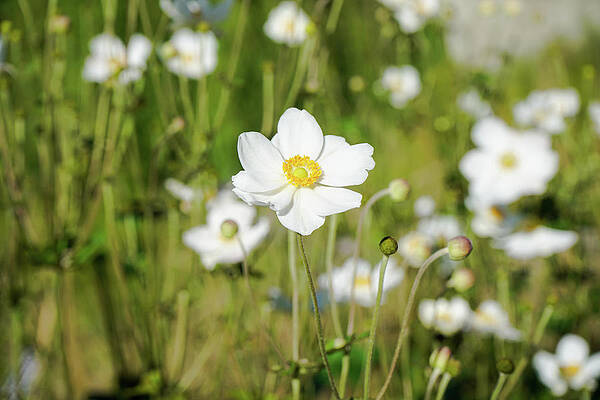Meadow of Japanese Anemone by Amy Sorvillo Meadow of Japanese Anemone by Amy Sorvillo