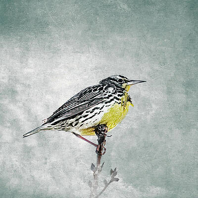 Meadowlark on the Lookout by Mike Gifford Meadowlark on the Lookout by Mike Gifford