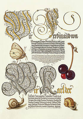 Medieval Calligraphy with Butterfly and Snails Wall Art