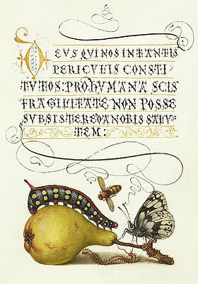 Medieval Botanical and Insect Design Wall Art