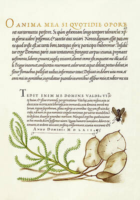 Medieval Botanical Calligraphy Wall Art