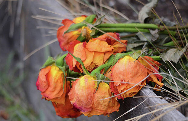 Memory Lingers Beyond the Faded Roses by Whispering Peaks Photography Memory Lingers Beyond the Faded Roses by Whispering Peaks Photography