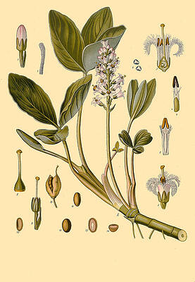 Menyanthes Trifoliata Print by Walther Otto Mueller