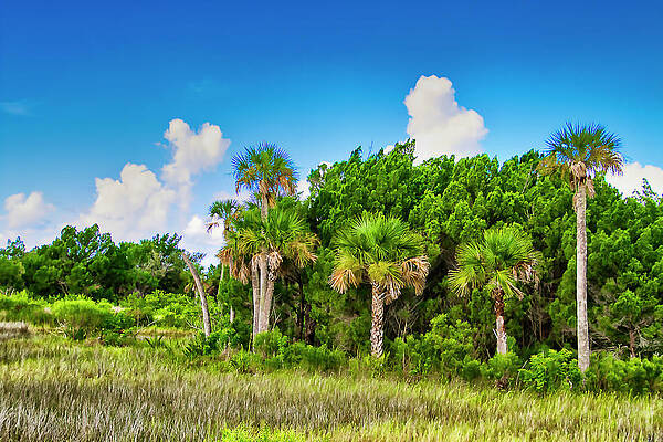Merritt Island Refuge by Bill Barber Merritt Island Refuge by Bill Barber