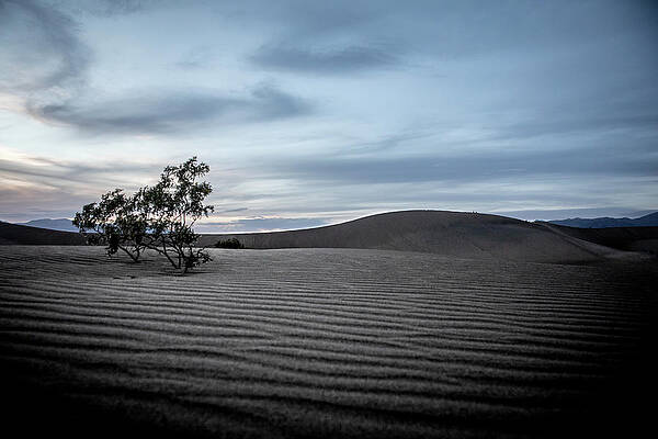Mesquite Flats Color by David Kleeman Mesquite Flats Color by David Kleeman