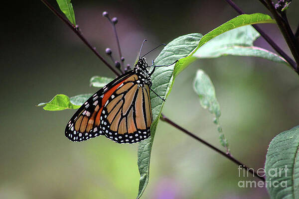 Messy Monarch by Karen Adams Messy Monarch by Karen Adams