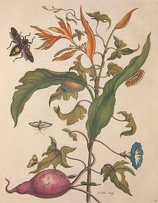 Wall Art - Drawing - Metamorphosis Insectorum 41 by Maria Sibylla Merian