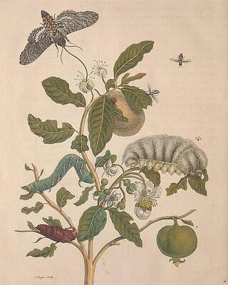 Wall Art - Drawing - Metamorphosis Insectorum 57 by Maria Sibylla Merian