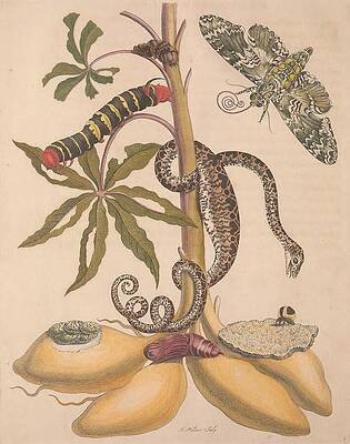 Wall Art - Drawing - Metamorphosis Insectorum 6 by Maria Sibylla Merian