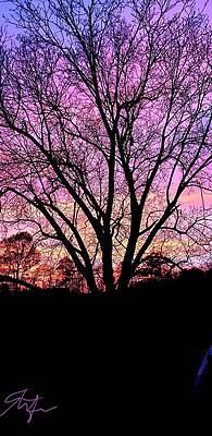 Midland Tree At Sunset by Stefan Duncan Midland Tree At Sunset by Stefan Duncan