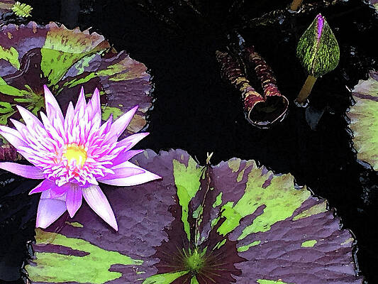 Midnight Serenade Purple Waterlily by Deborah League Midnight Serenade Purple Waterlily by Deborah League