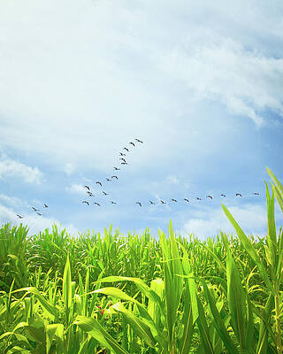 Midsummer Cornfield by Bob Orsillo Midsummer Cornfield by Bob Orsillo