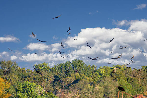 Migrating Turkey Vultures by Debra Martz Migrating Turkey Vultures by Debra Martz
