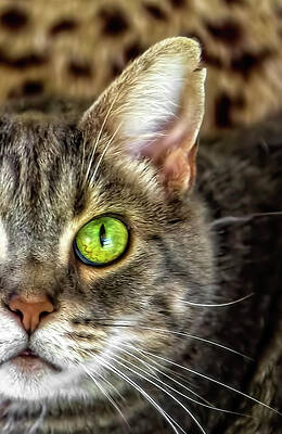 Miss Kitty Close Up and Beautiful by Kay Brewer Miss Kitty Close Up and Beautiful by Kay Brewer