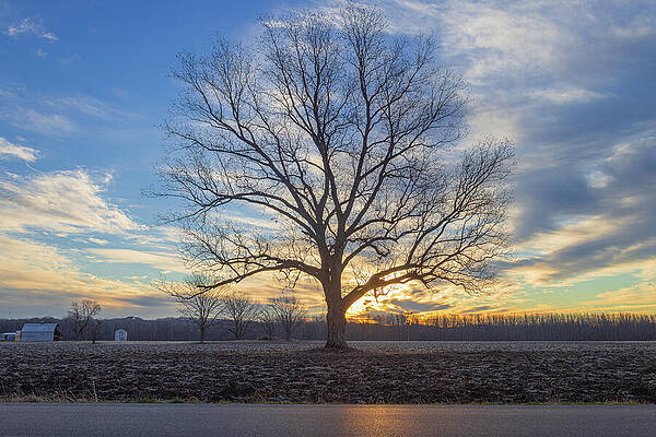Wall Art - Photograph - Missouri - Lone Tree  - Hanging Tree by Robert Niemeier