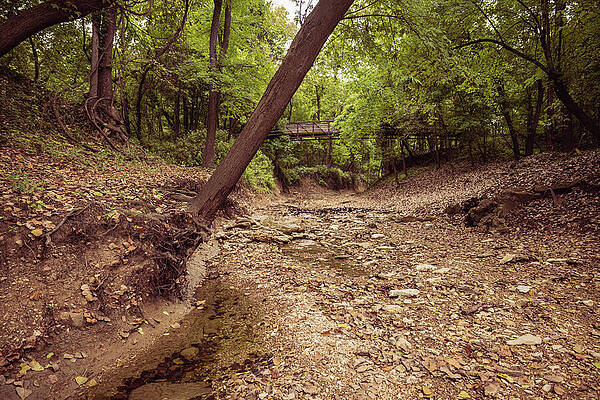 Wall Art - Photograph - Missouri - Riverbottom by Robert Niemeier