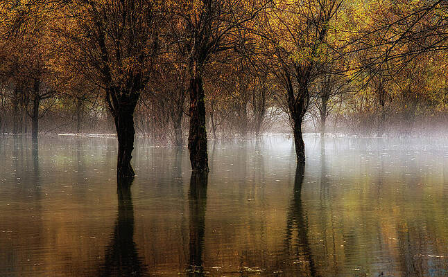 Wall Art - Photograph - Misty forest in autumn with fog by Michalakis Ppalis