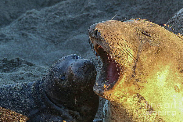 Mom and baby 535 by Craig Corwin Mom and baby 535 by Craig Corwin