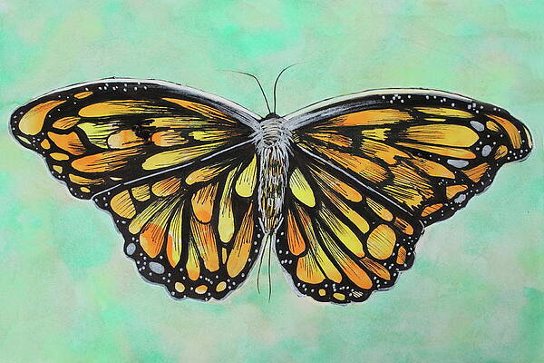 Monarch Butterfly by Kathy Pope Monarch Butterfly by Kathy Pope