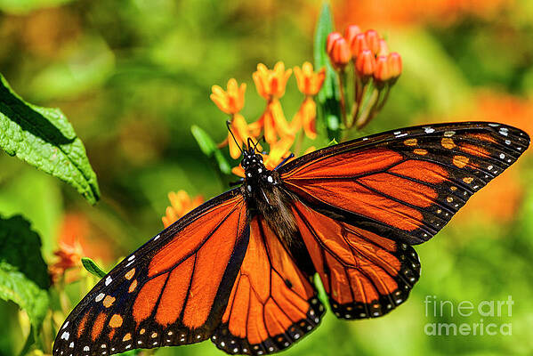 Monarch Feeding on Butterfly Weed by Thomas R Fletcher Monarch Feeding on Butterfly Weed by Thomas R Fletcher