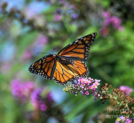 Monarch in Flight over the Butterfly Bush by Kerri Farley Monarch in Flight over the Butterfly Bush by Kerri Farley