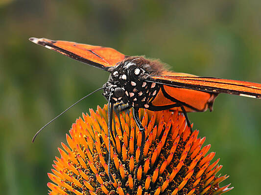 Wall Art - Photograph - Monarch Meal by Micki Findlay