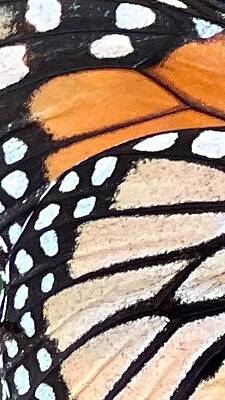 Wall Art - Photograph - Monarch Wing 3 by AList Art Gallery