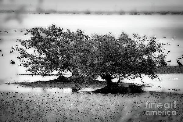 monochrome 727 by Fine art photographer Julie monochrome 727 by Fine art photographer Julie