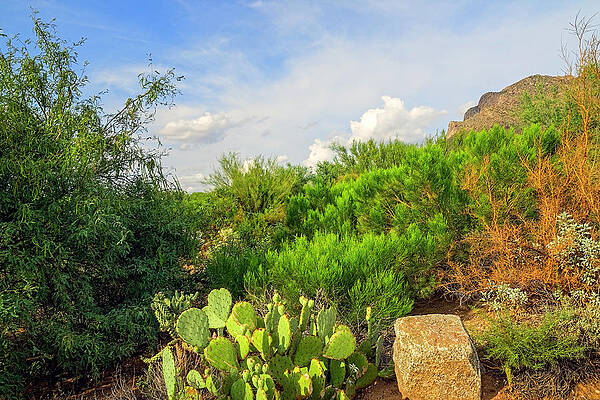 Monsoon Affect 24420 by Mark Myhaver Monsoon Affect 24420 by Mark Myhaver
