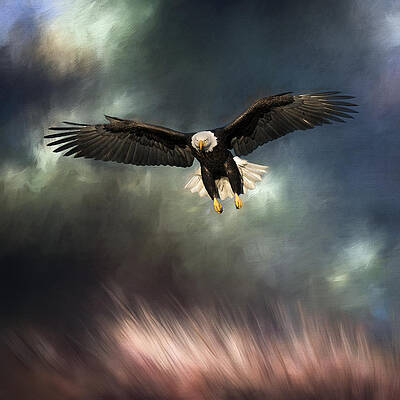 Moody Eagle by Scott Bourne Moody Eagle by Scott Bourne