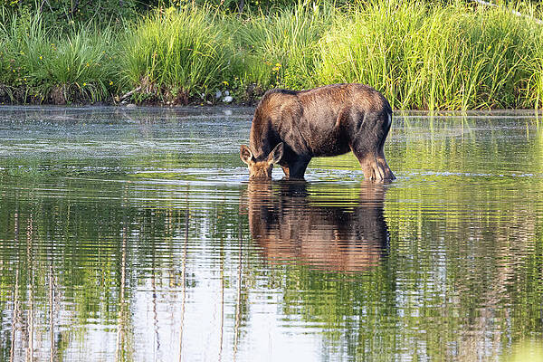 Moose Cow Hides Under Water by Tony Hake Moose Cow Hides Under Water by Tony Hake