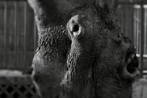 Wall Art - Photograph - Moose Knot by Mike Smale