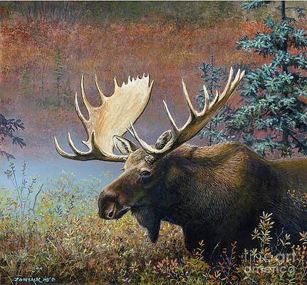 MOOSE by SCOTT ZOELLICK MOOSE by SCOTT ZOELLICK