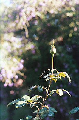  Photograph - Morning Bud by Mimi Studio