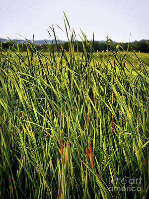Morning Cat Tails III by Theresa Fairchild Morning Cat Tails III by Theresa Fairchild