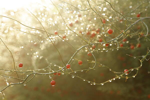 Morning Dew Droplets by AJ Dahm Morning Dew Droplets by AJ Dahm
