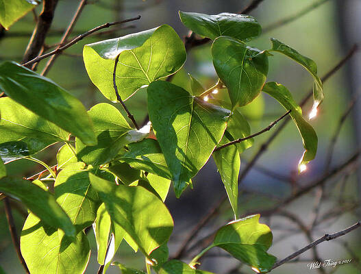 Morning Faerie Lights by Wild Thing Morning Faerie Lights by Wild Thing