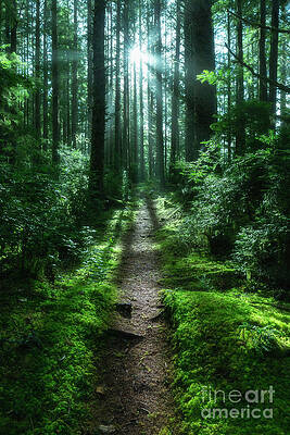 Morning in the Forest by Masako Metz Morning in the Forest by Masako Metz
