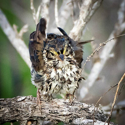 Wall Art - Photograph - Morro Bay Sparrow by Douglas Fraser Smith