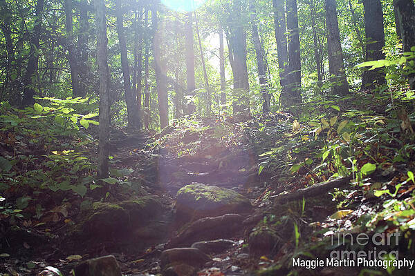 Moss and Sunshine by Maggie Martin