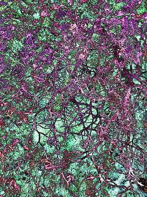 Wall Art - Digital Art - Moss with Lichen texture by Bruce Block